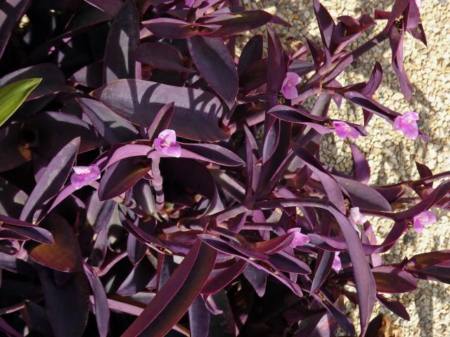 Tradescantia pallida (Rose) D. R. Hunt