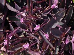 Tradescantia pallida (Rose) D. R. Hunt