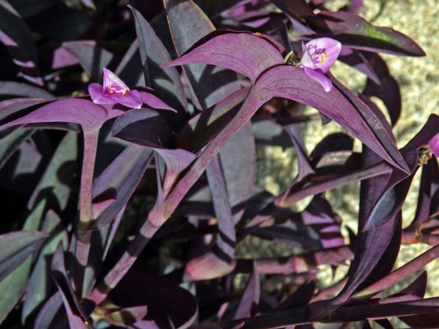 Tradescantia pallida (Rose) D. R. Hunt