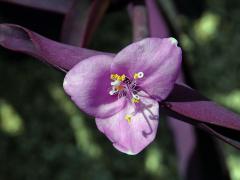 Tradescantia pallida (Rose) D. R. Hunt