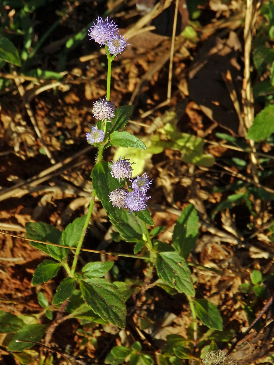 Conoclinium coelestinum (L.) DC.