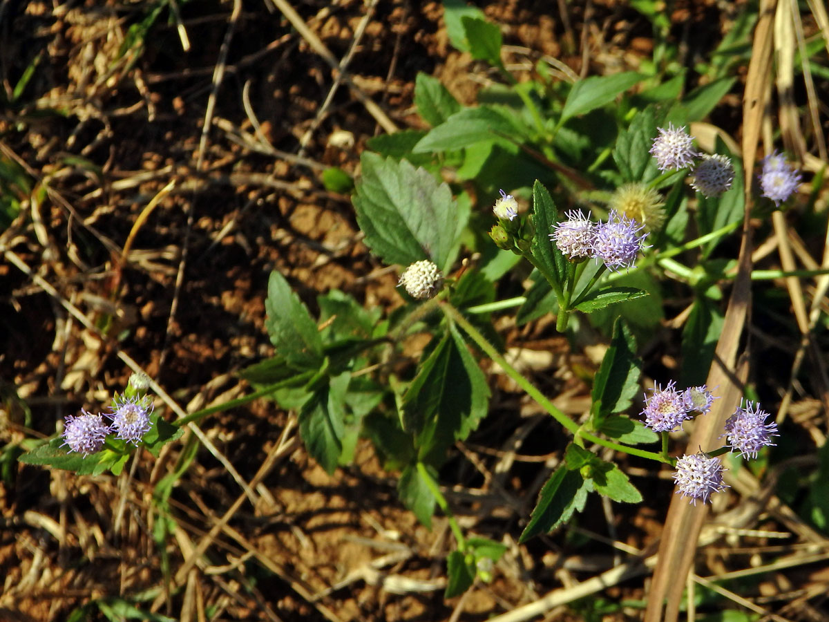 Conoclinium coelestinum (L.) DC.