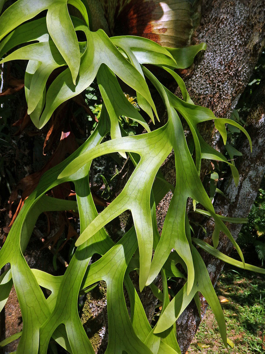 Parožnatka věncová (Platycerium coronarium (Koenig) Devs)