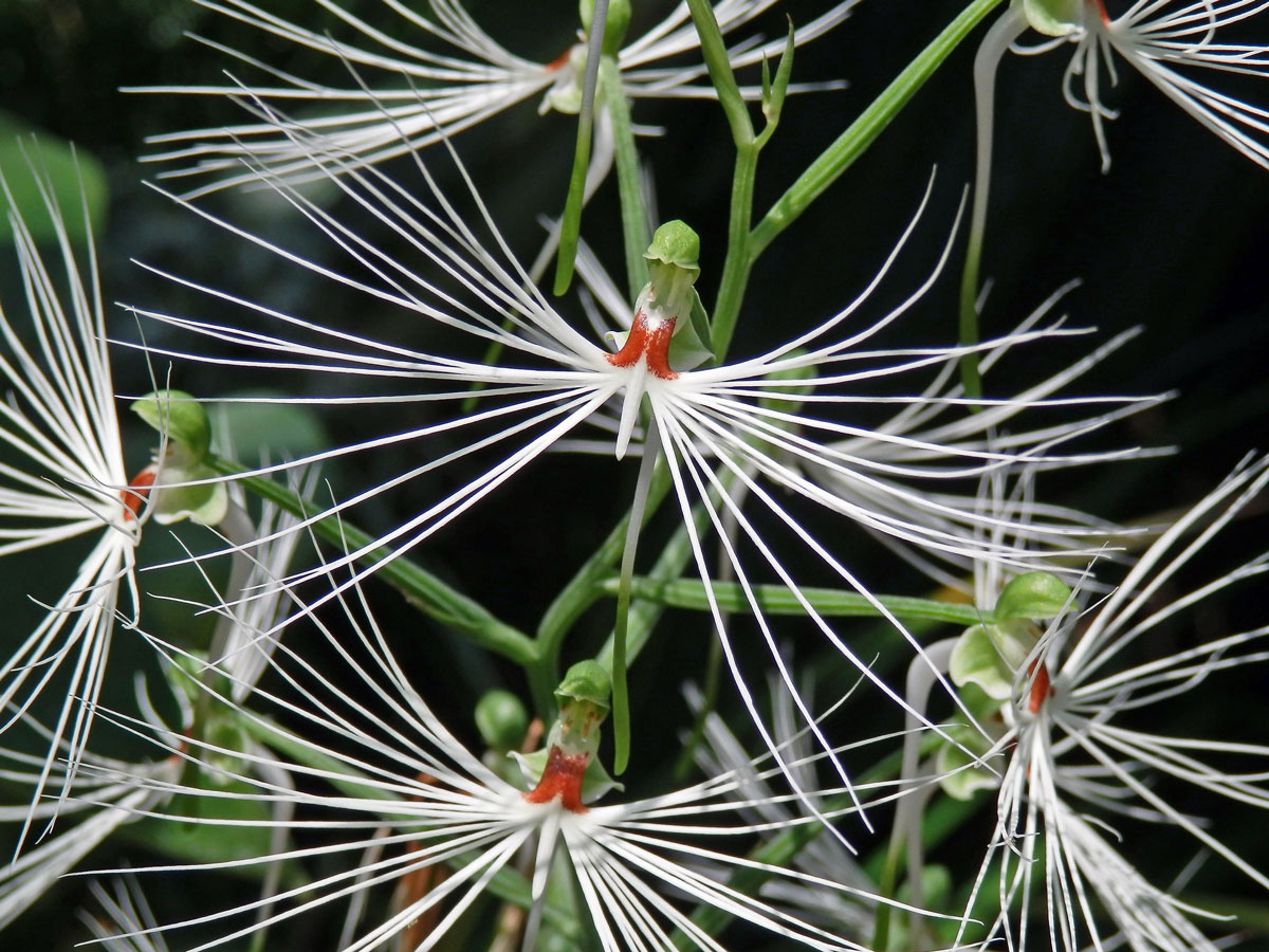 Habenaria medusa Kraenzl.