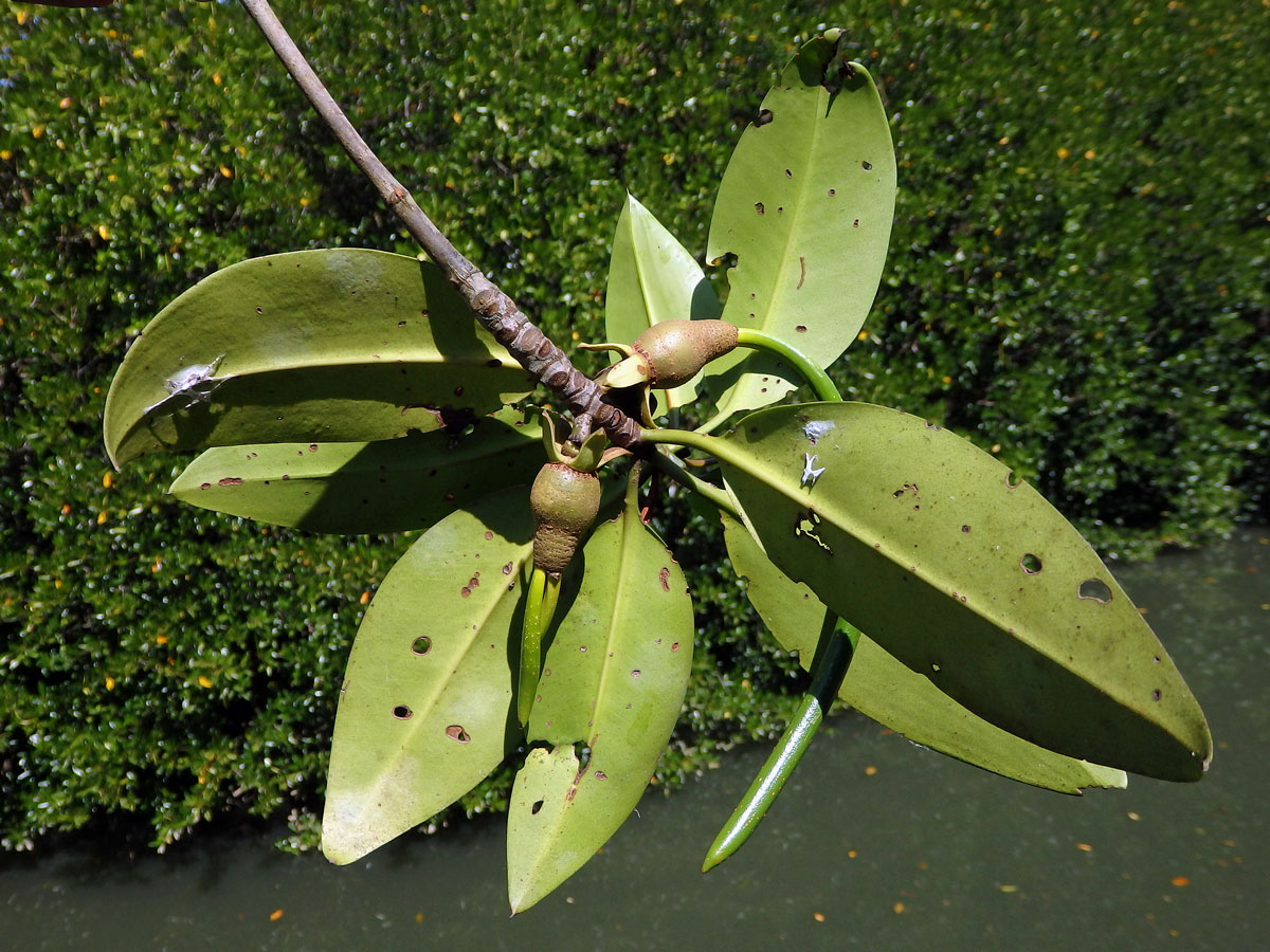 Kořenovník (Rhizophora apiculata Blume)