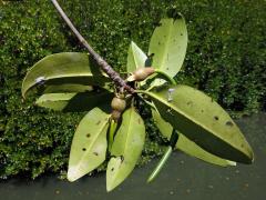 Kořenovník (Rhizophora apiculata Blume)   