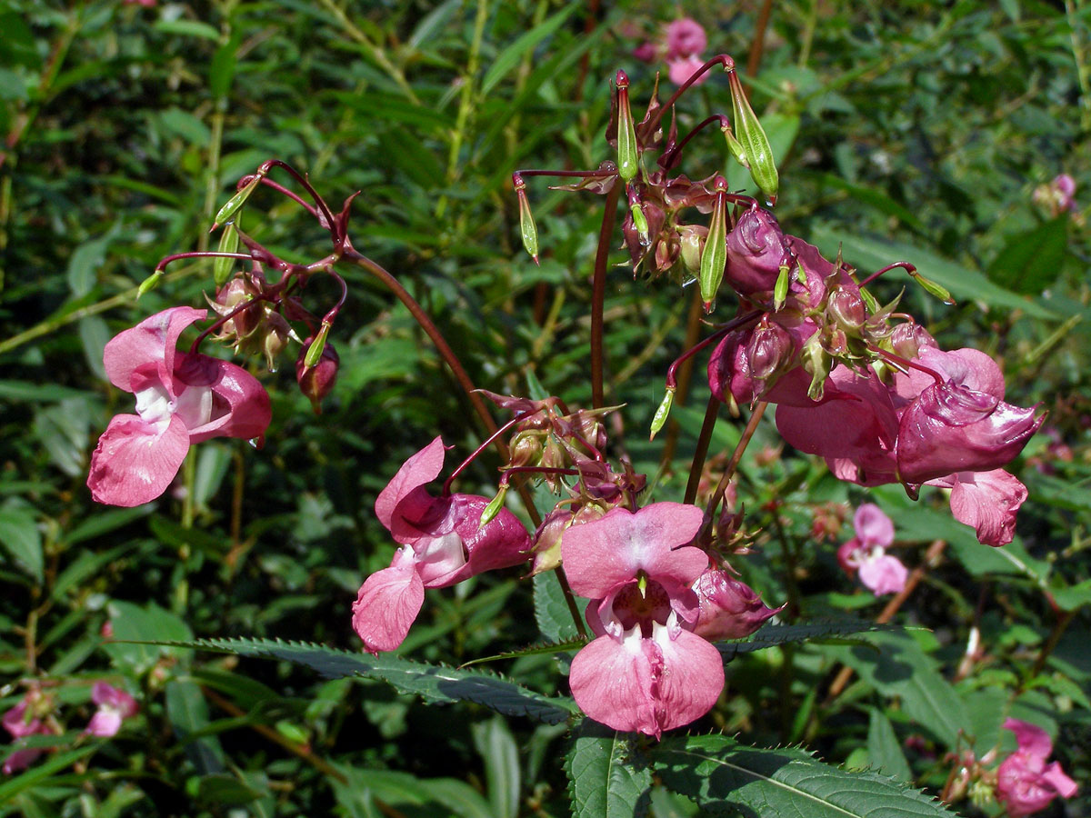 Netýkavka žláznatá (Impatiens glandulifera Royle)