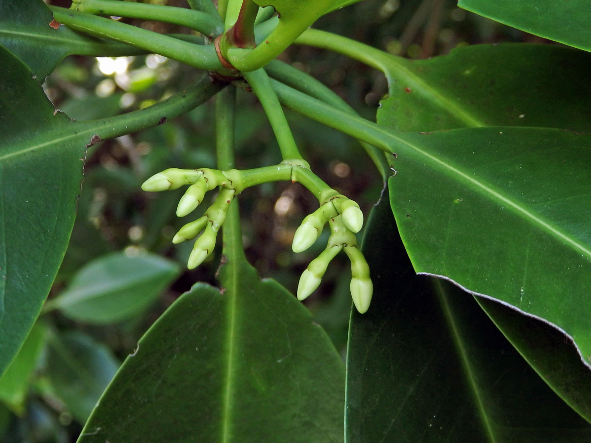 Kořenovník (Rhizophora apiculata Blume)