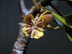 Kořenovník (Rhizophora apiculata Blume)