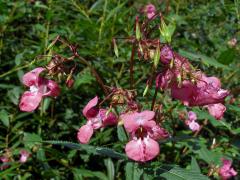 Netýkavka žláznatá (Impatiens glandulifera Royle)