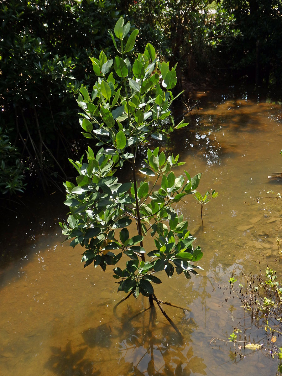 Kořenovník (Rhizophora apiculata Blume)