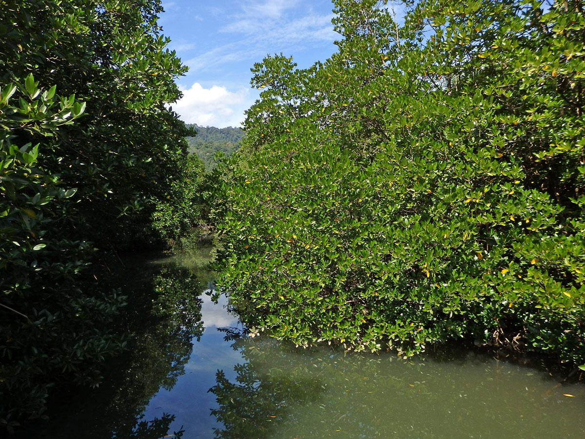 Kořenovník (Rhizophora apiculata Blume)