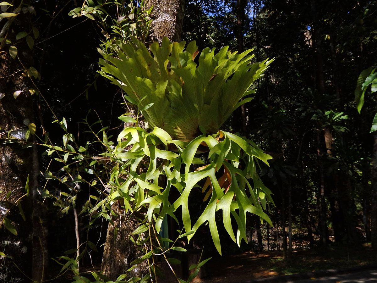 Parožnatka věncová (Platycerium coronarium (Koenig) Devs)