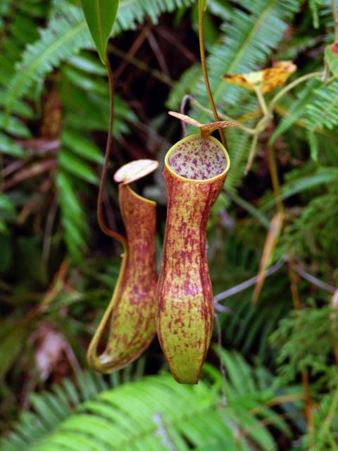 Láčkovka (Nepenthes gracilis Korth.)