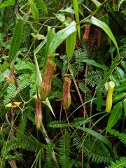 Láčkovka (Nepenthes gracilis Korth.)