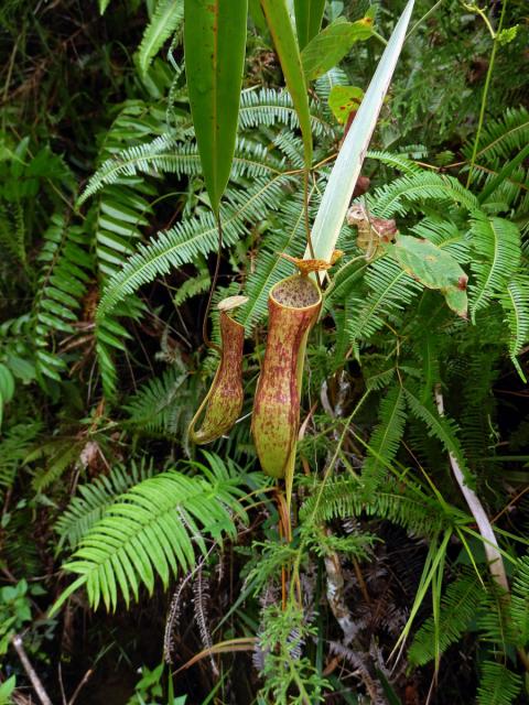 Láčkovka (Nepenthes gracilis Korth.)