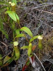 Láčkovka (Nepenthes gracilis Korth.)