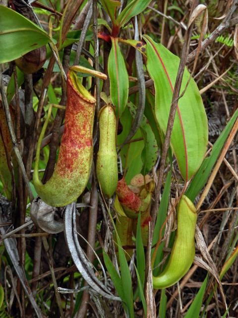 Láčkovka (Nepenthes mirabilis (Lour.) Druce)