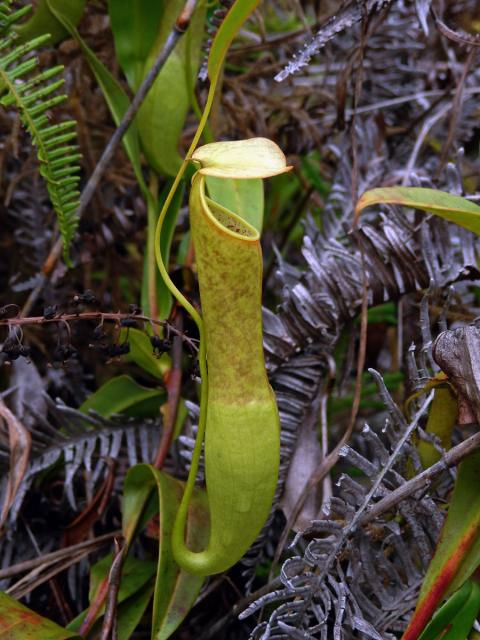 Láčkovka (Nepenthes gracilis Korth.)