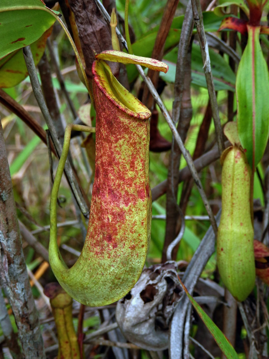 Láčkovka (Nepenthes mirabilis (Lour.) Druce)