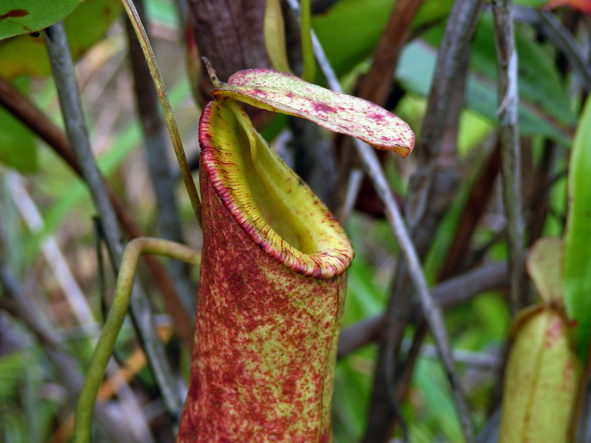 Láčkovka (Nepenthes mirabilis (Lour.) Druce)