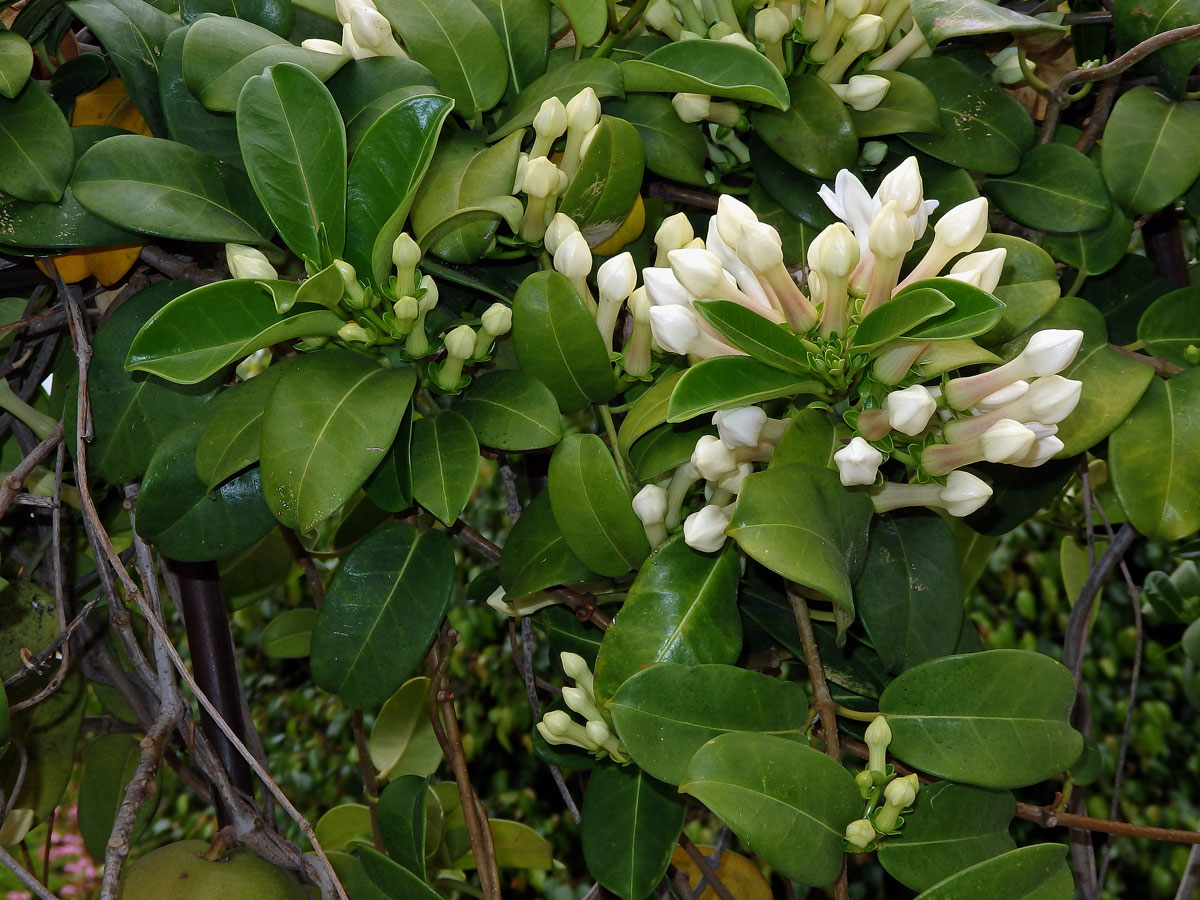 Věncovec květnatý (Stephanotis floribunda (R. Br.) Brongn.)