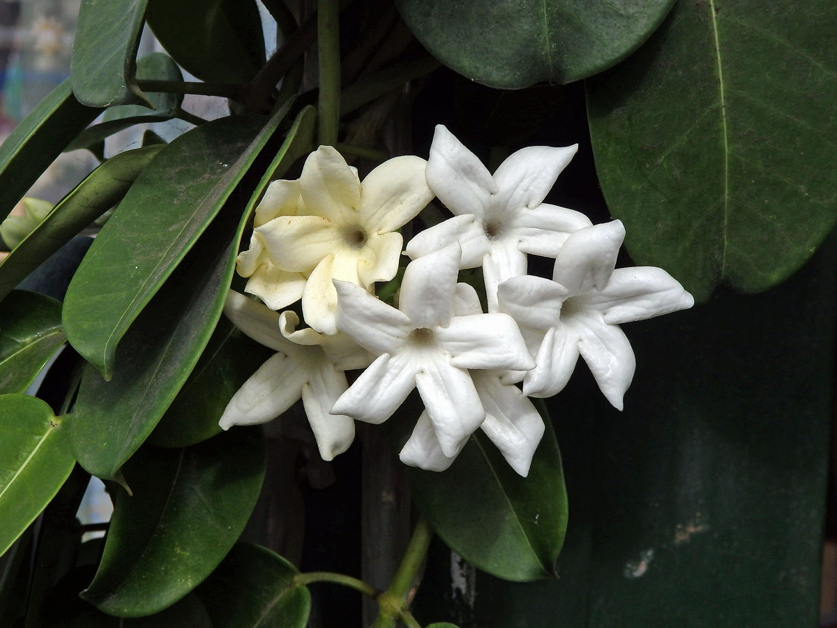 Věncovec květnatý (Stephanotis floribunda (R. Br.) Brongn.)