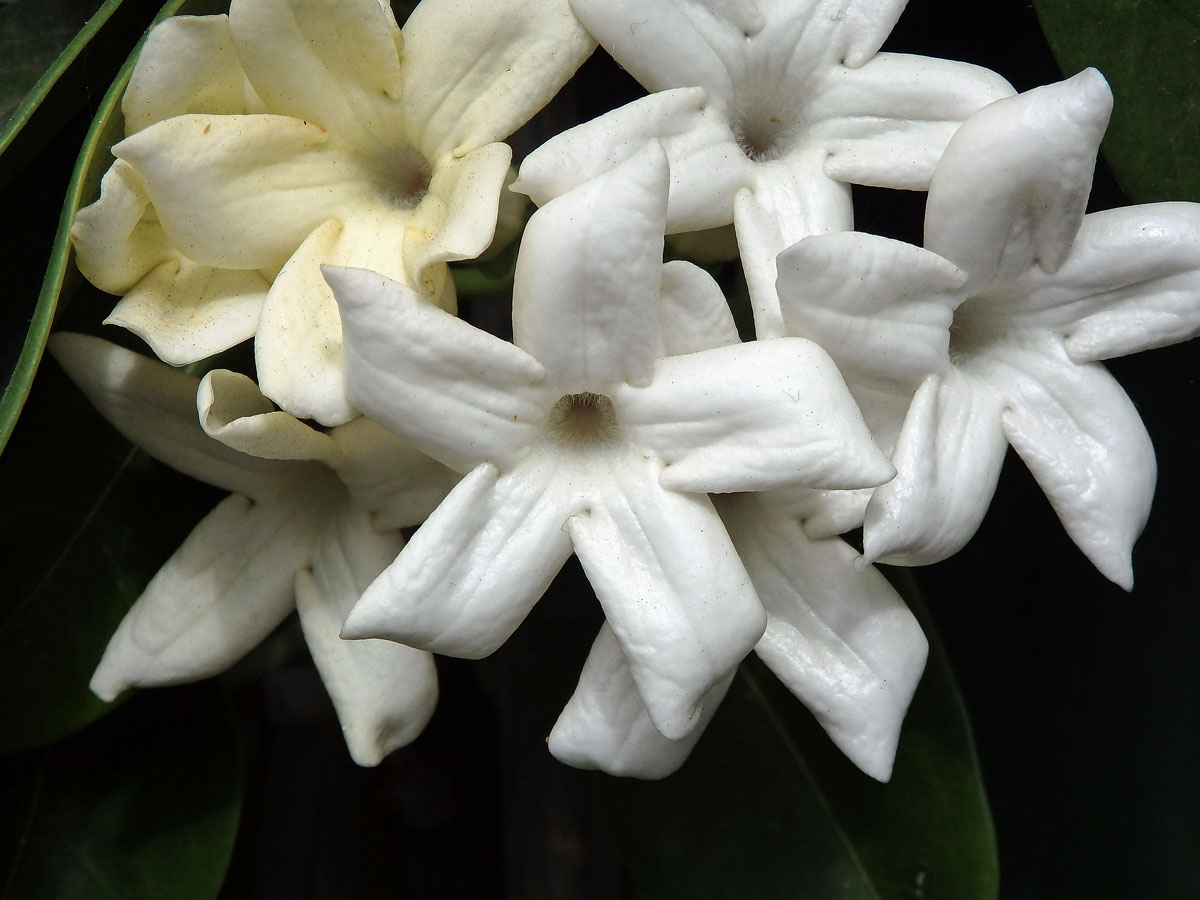 Věncovec květnatý (Stephanotis floribunda (R. Br.) Brongn.)