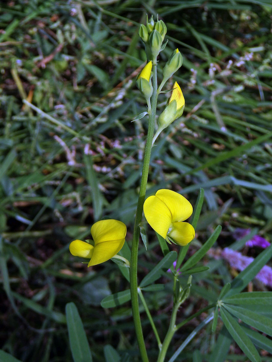  Crotalaria micans Link