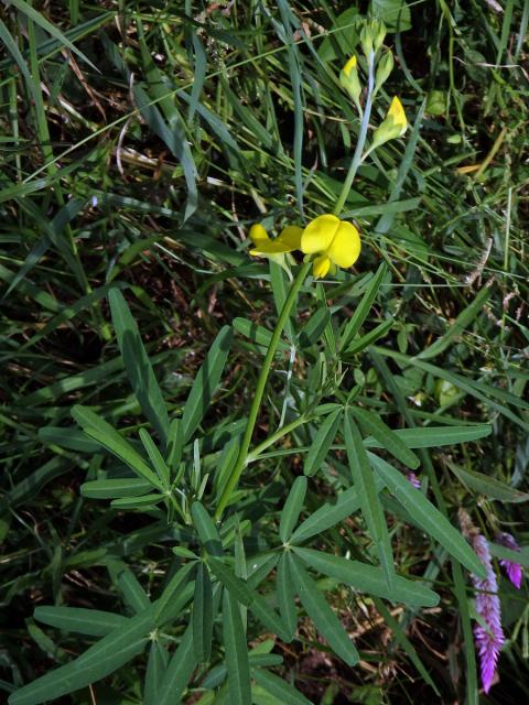  Crotalaria micans Link