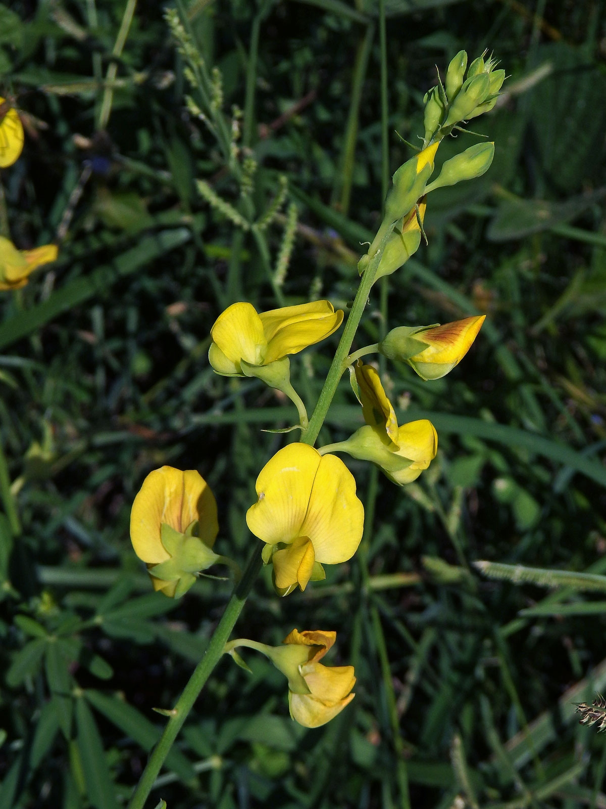  Crotalaria micans Link