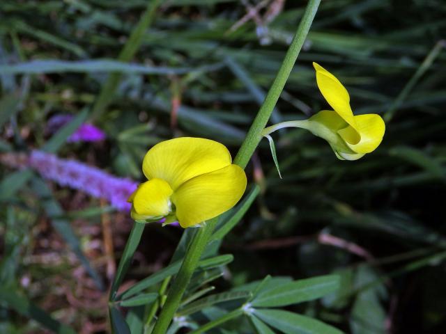  Crotalaria micans Link