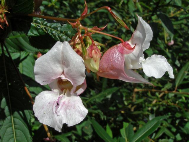 Netýkavka žláznatá (Impatiens glandulifera Royle)