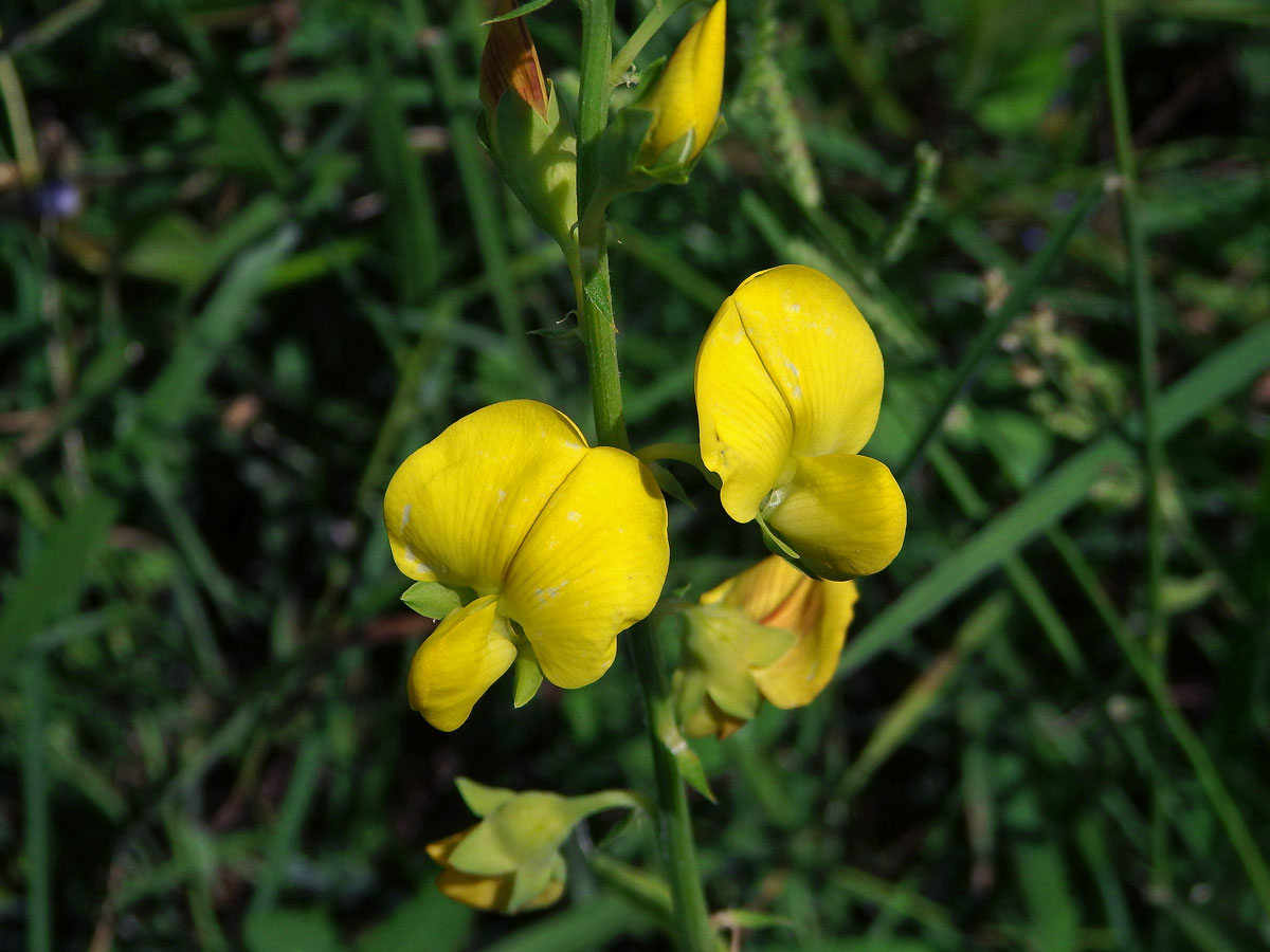  Crotalaria micans Link