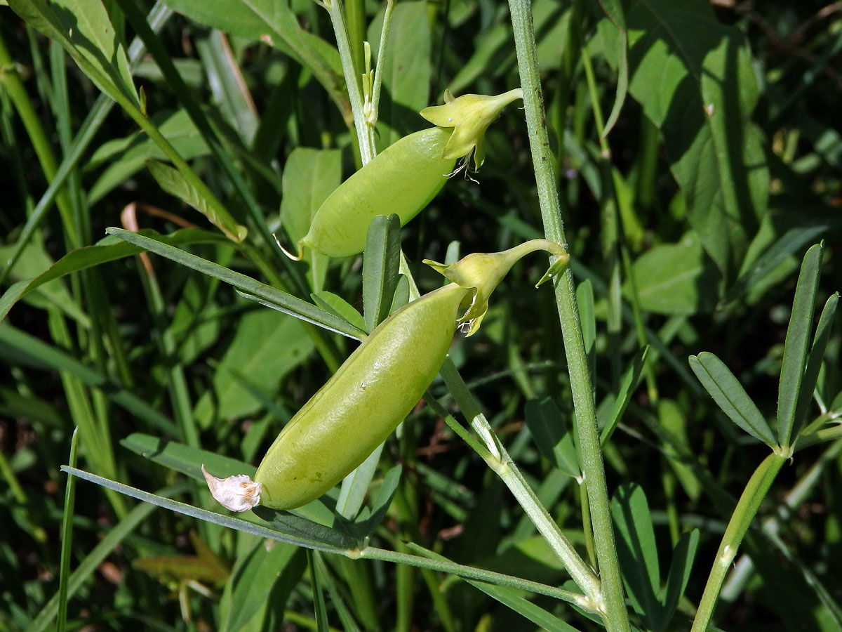  Crotalaria micans Link