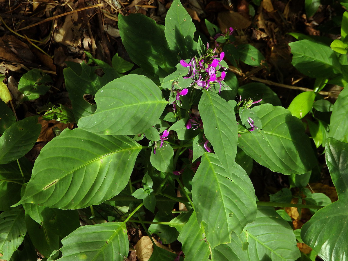 Peristrophe speciosa (Roxsb.) Nees