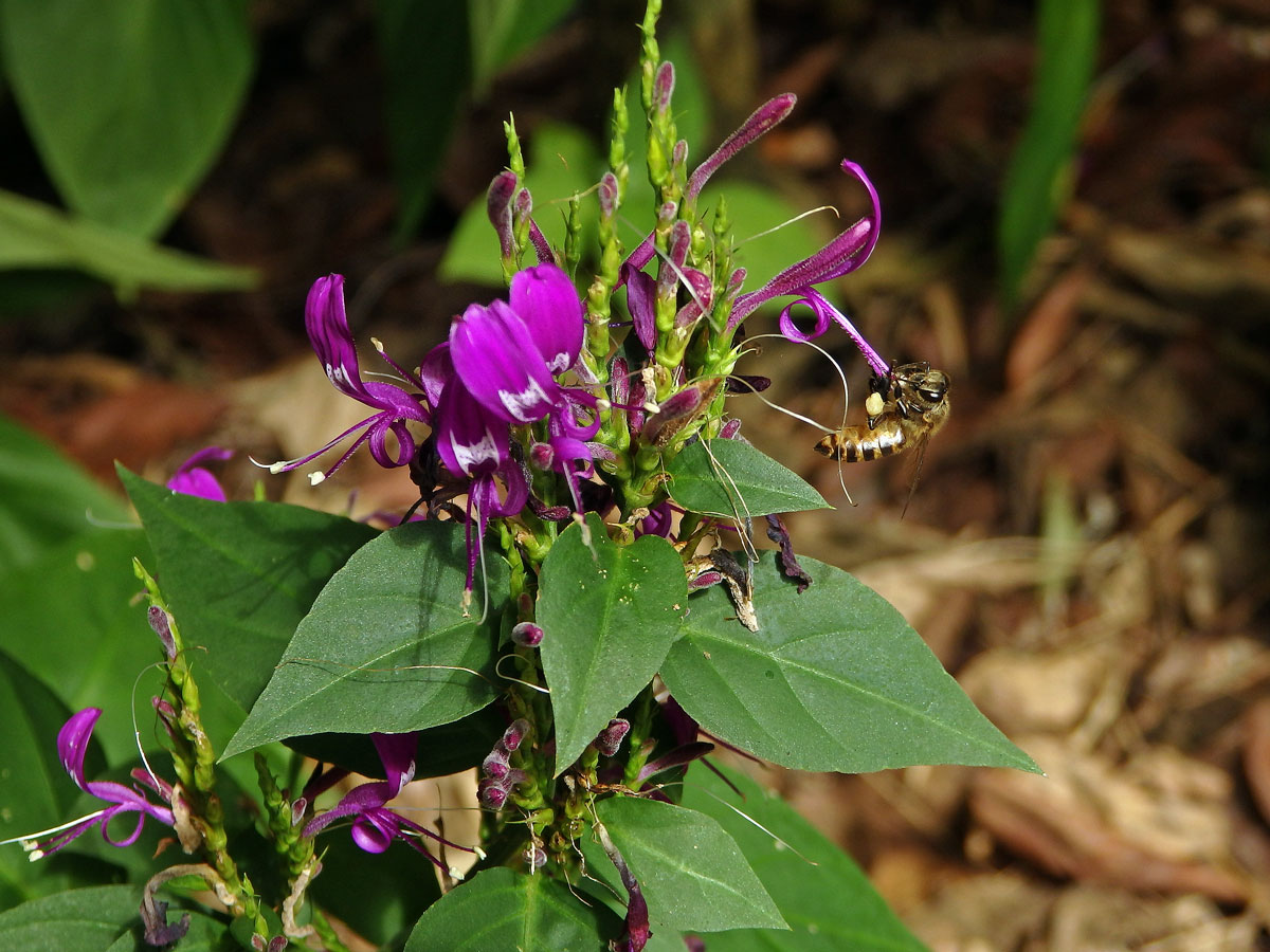 Peristrophe speciosa (Roxsb.) Nees