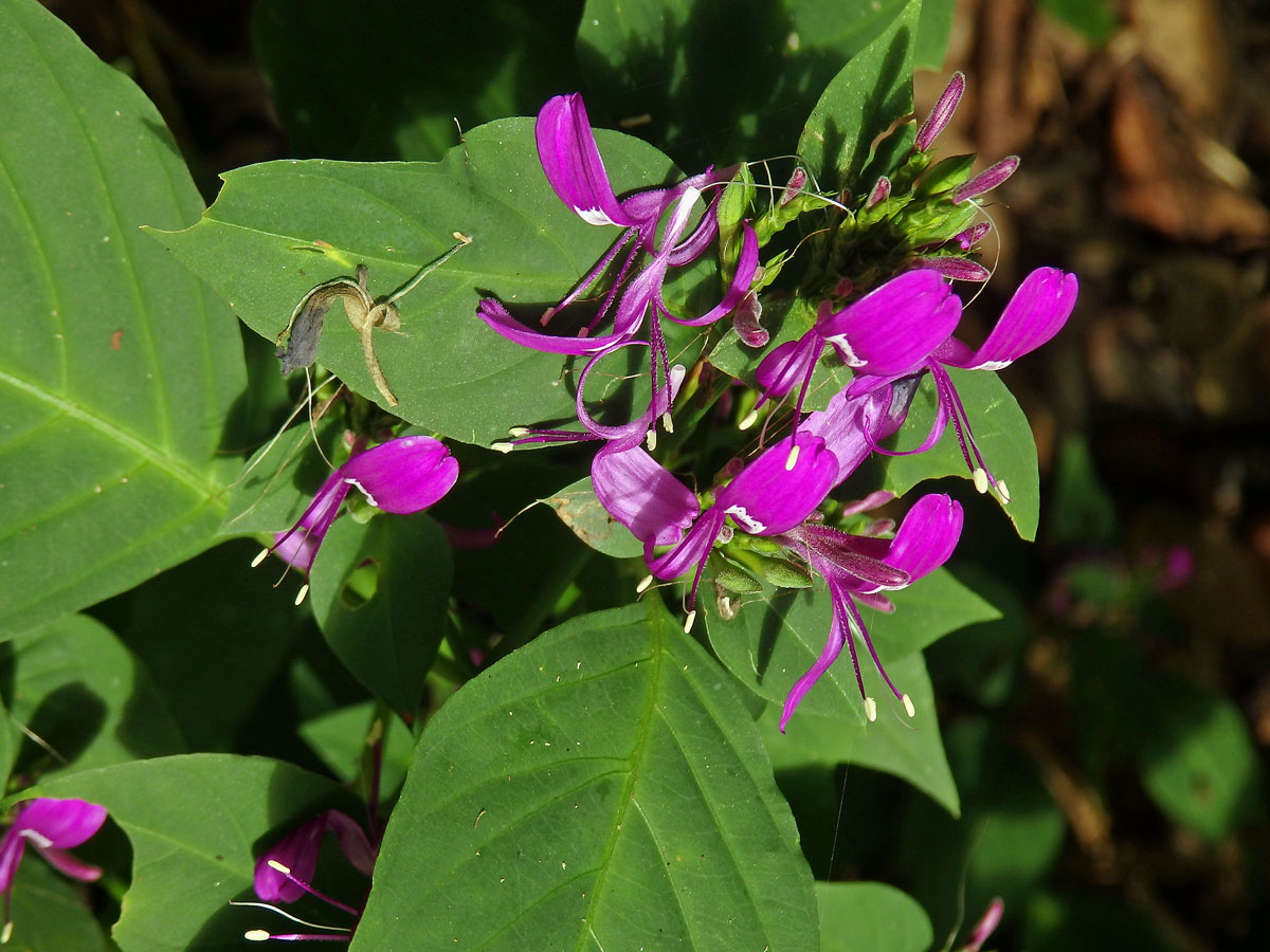 Peristrophe speciosa (Roxsb.) Nees