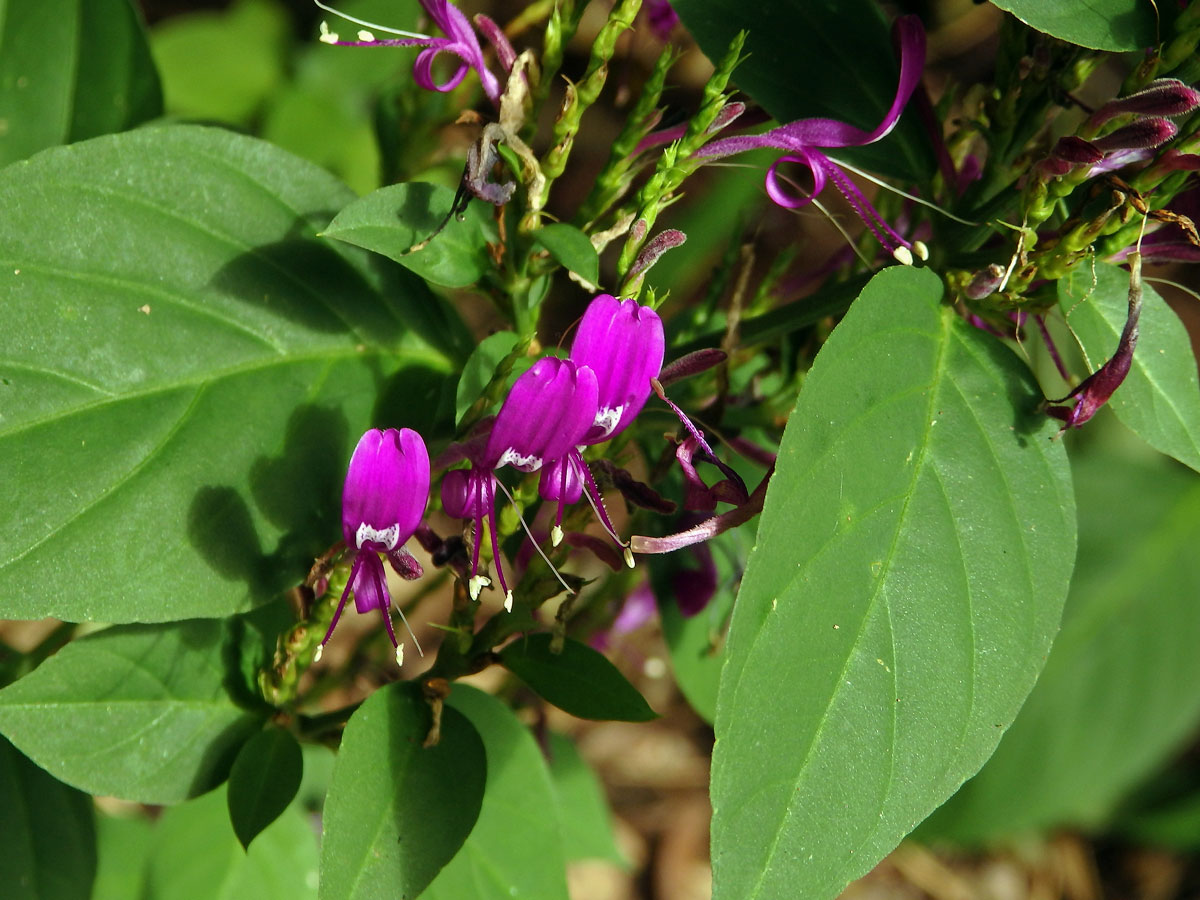 Peristrophe speciosa (Roxsb.) Nees