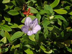 Ruellia prostrata Poir.