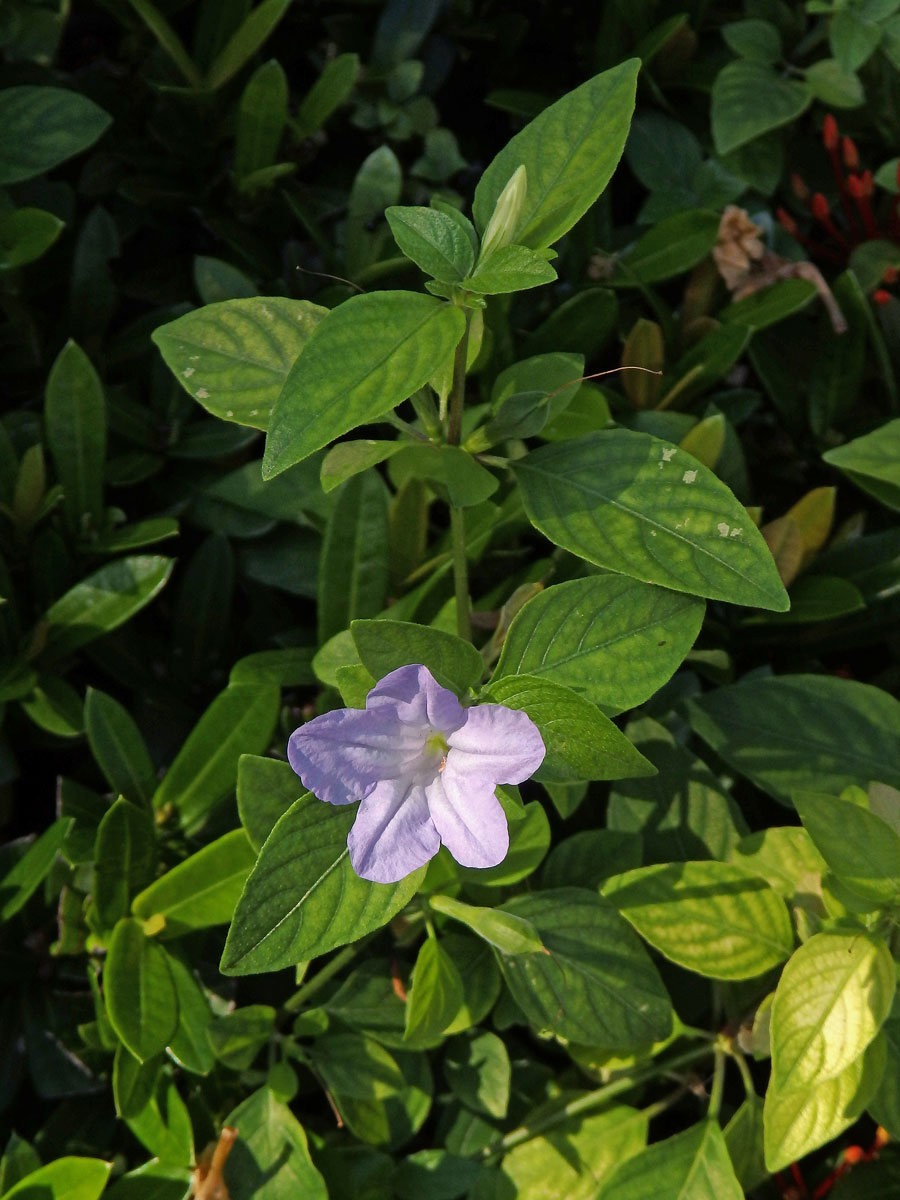 Ruellia prostrata Poir.