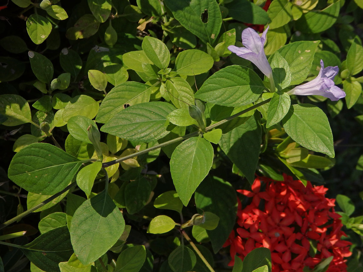 Ruellia prostrata Poir.