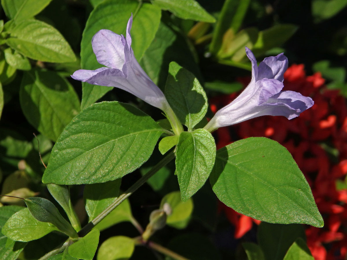 Ruellia prostrata Poir.