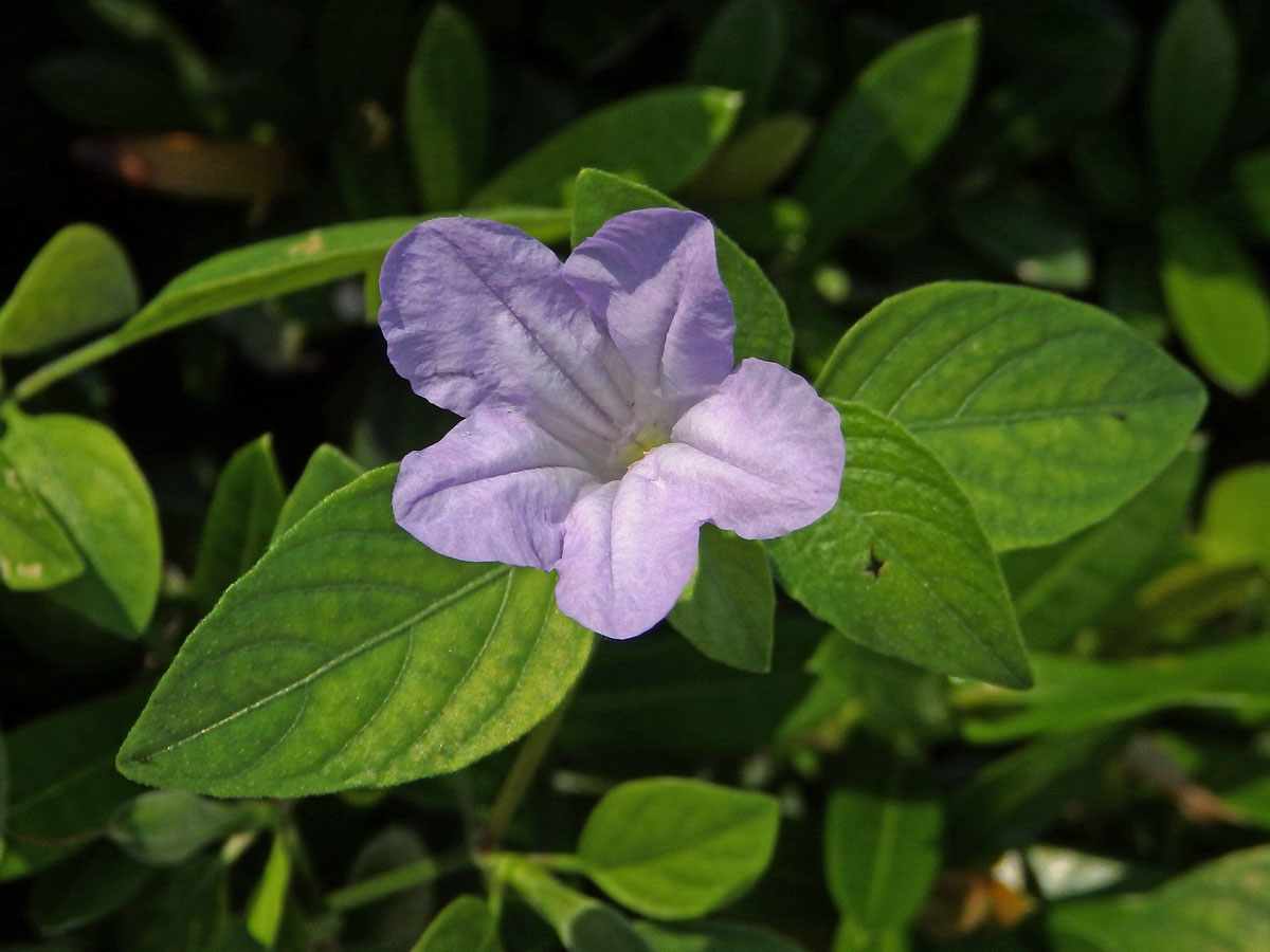 Ruellia prostrata Poir.