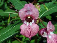 Netýkavka žláznatá (Impatiens glandulifera Royle)