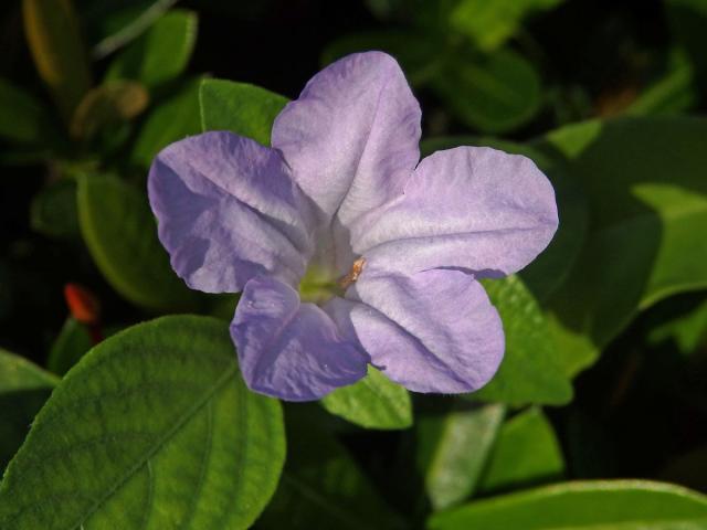 Ruellia prostrata Poir.