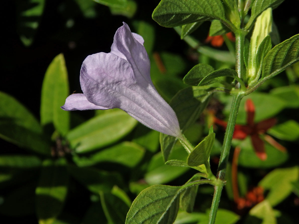 Ruellia prostrata Poir.