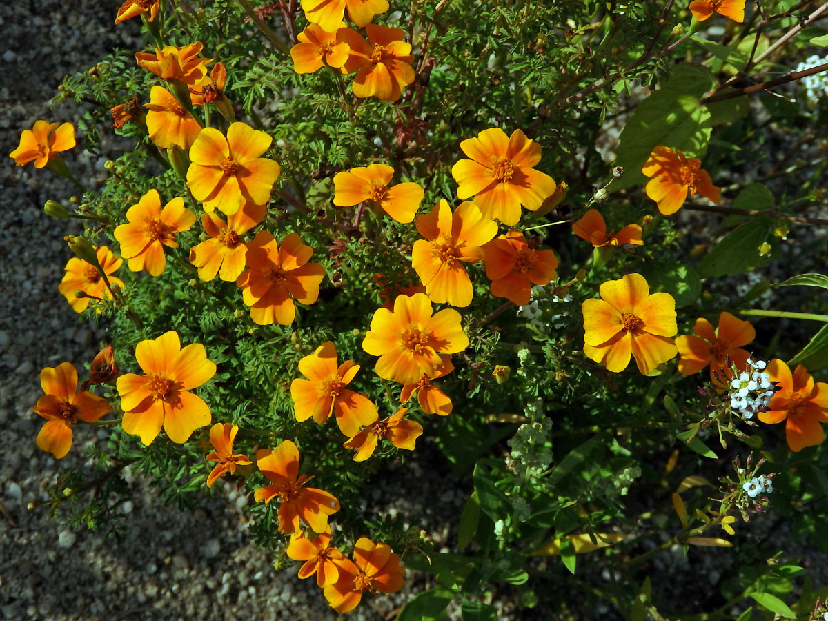 Aksamitník jemnolistý (Tagetes tenuifolia Cav.)