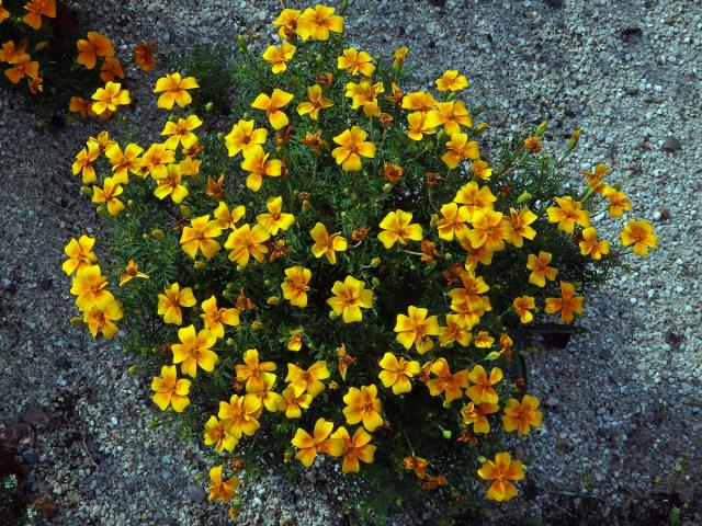 Aksamitník jemnolistý (Tagetes tenuifolia Cav.)