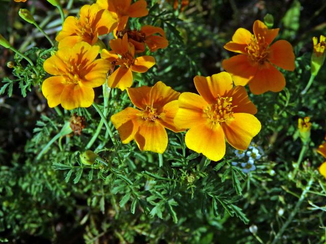 Aksamitník jemnolistý (Tagetes tenuifolia Cav.)